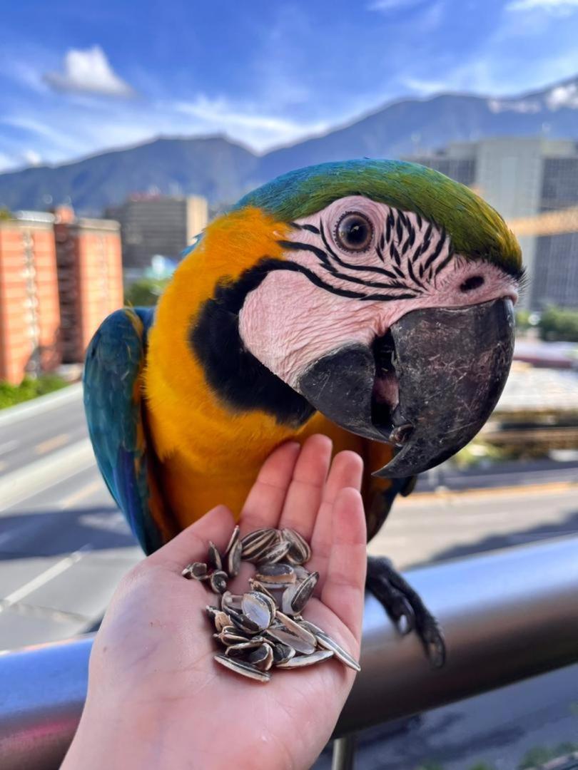 Ololo Caracas