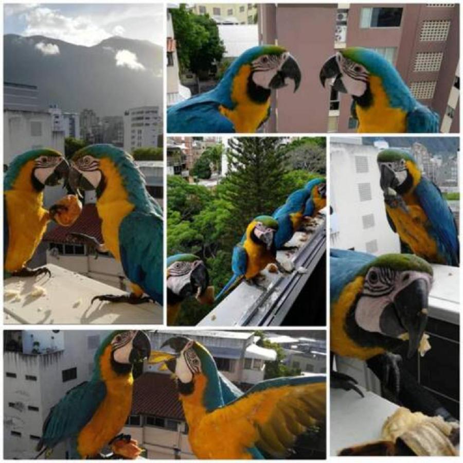 Apartosuite Sabana Grande * Caracas