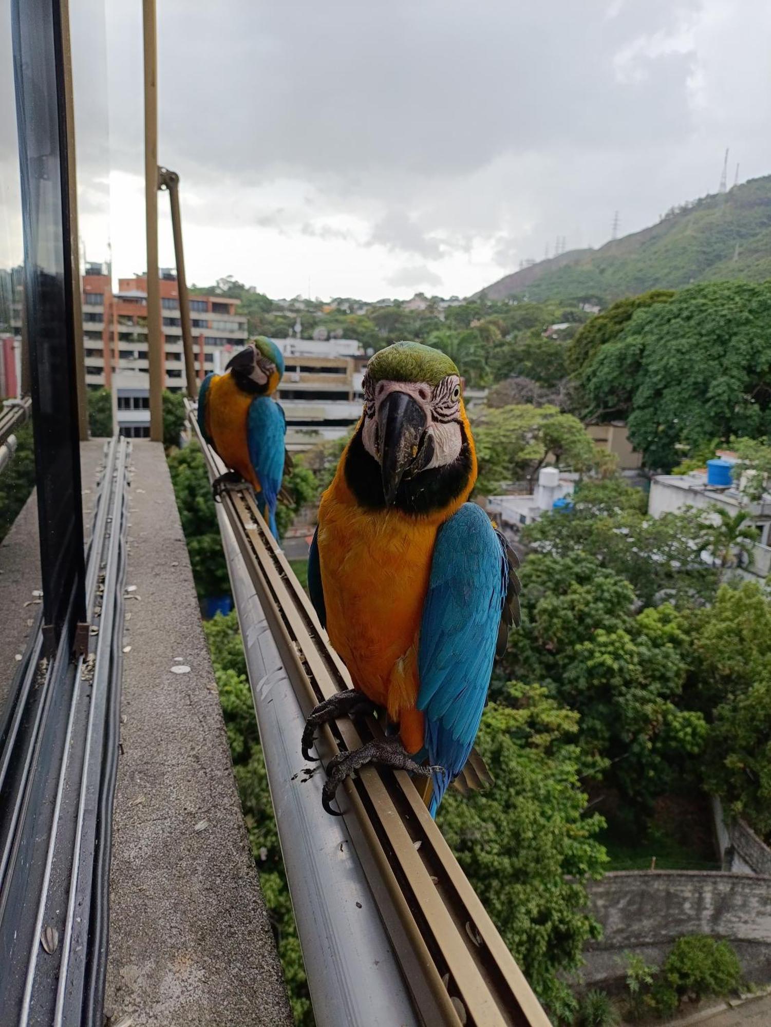 La Conejera Apartamento Caracas